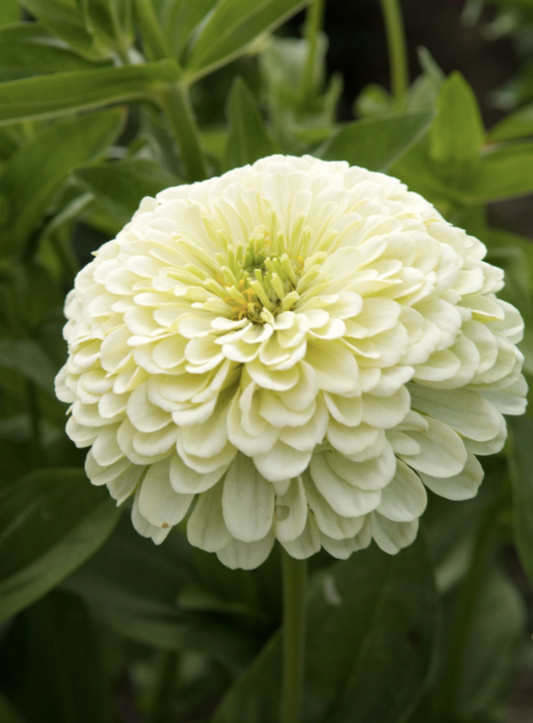 Zinnia Isabellina