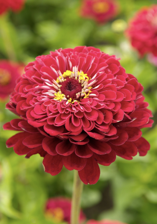 Zinnia Meteor