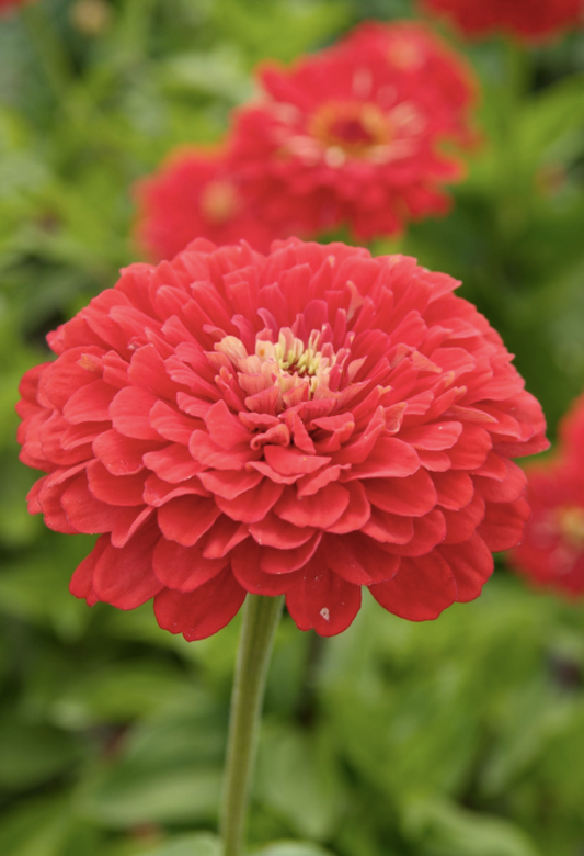 Zinnia Coral Beauty