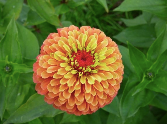 Zinnia Queen Lime Orange