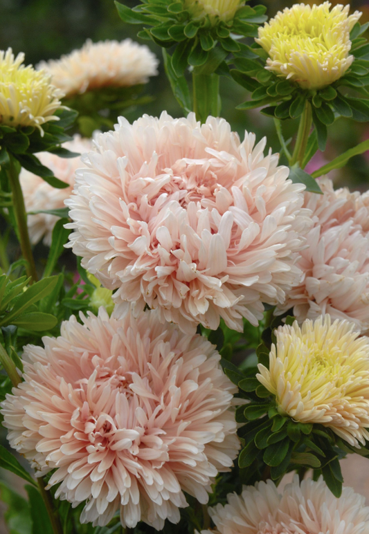 Aster King Size Apricot