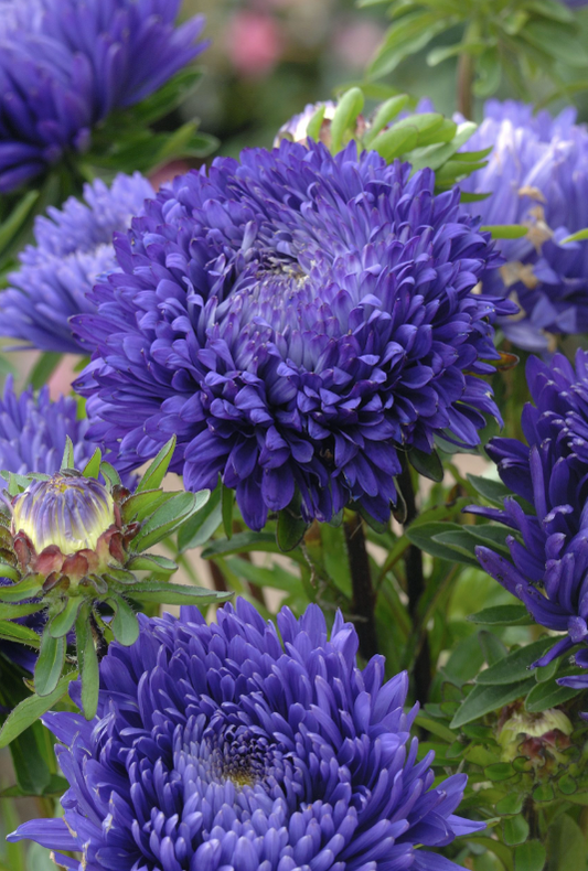 Aster King Size Mid Blue