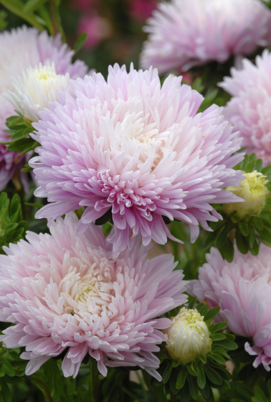 Aster King Size Appleblossom