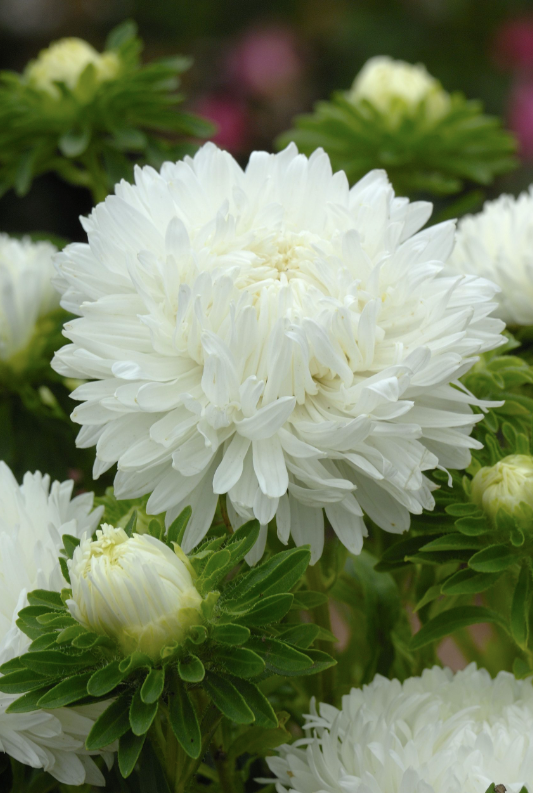 Aster King Size White