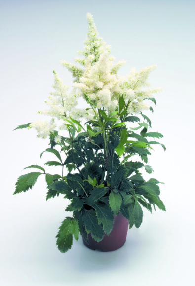 Astilbe Astary White