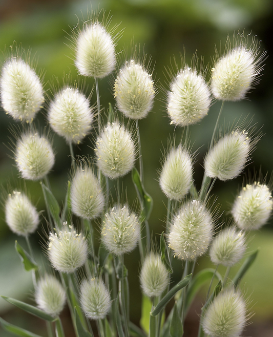 Harsvans Bunny Tails