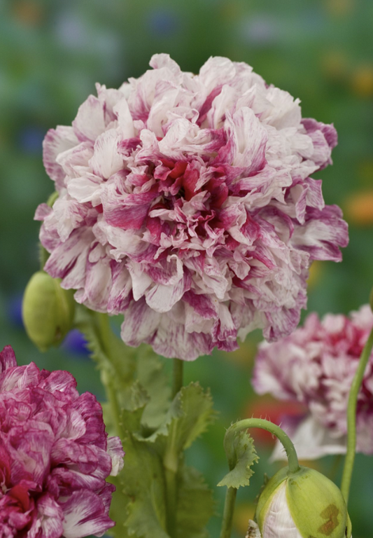 Pionvallmo Flemish Antique Peony