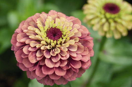 Zinnia Queen Red Lime