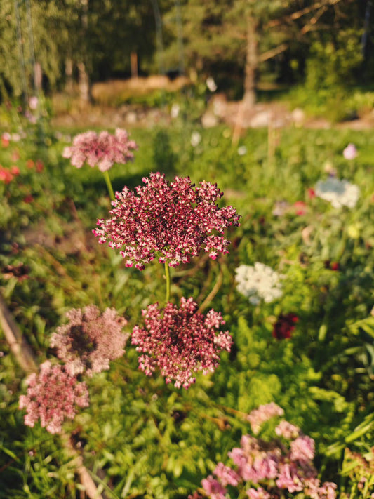 Blomstermorot Dara